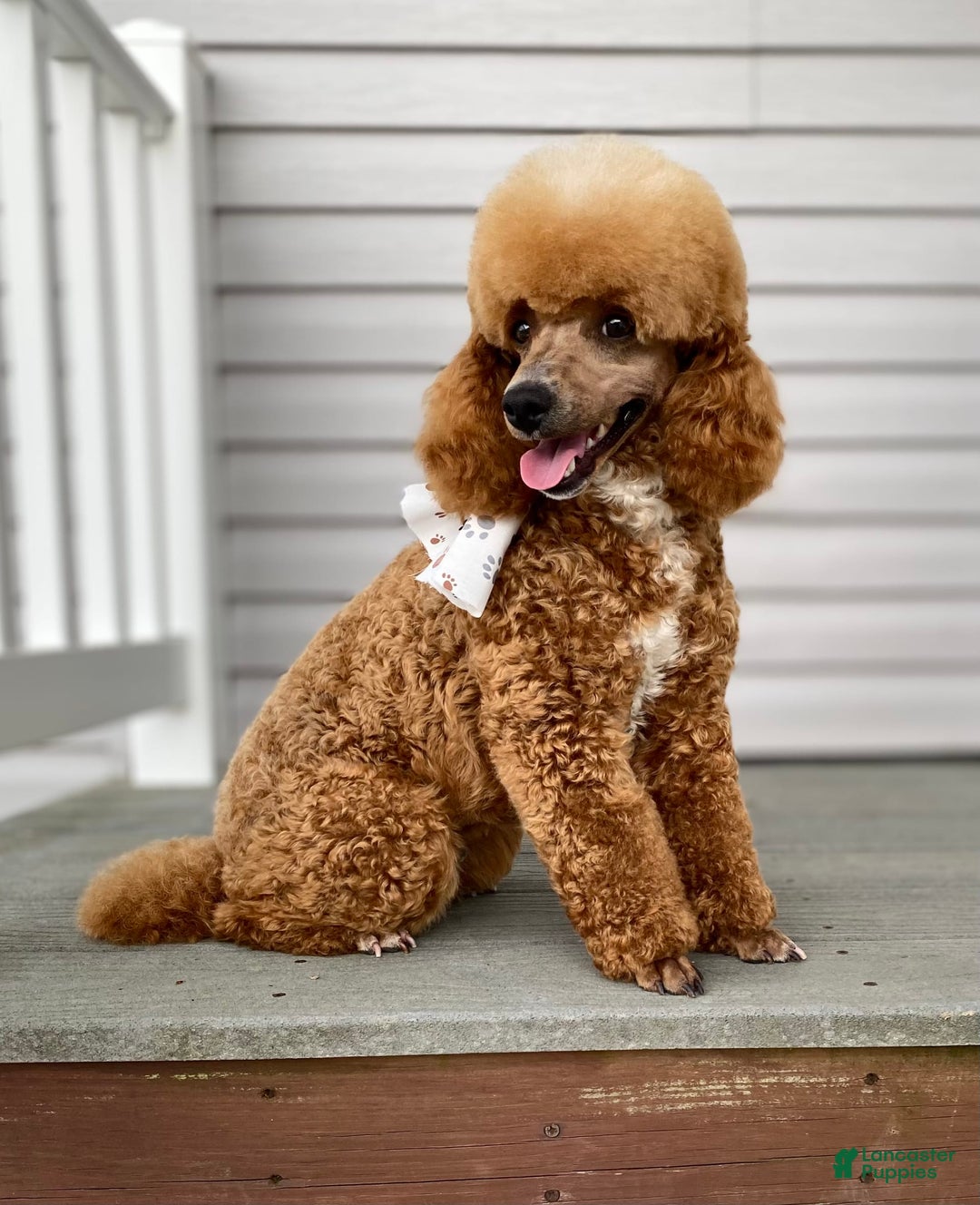 Cavapoo dogs for sale: Jackie - Image 10