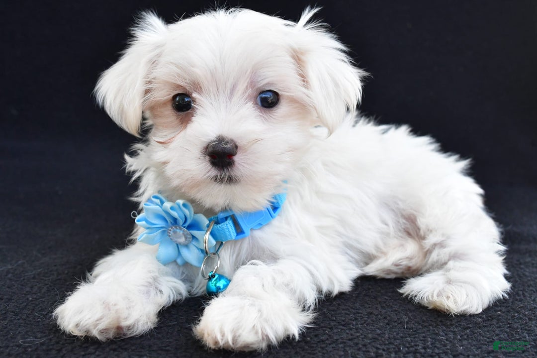 Maltese dogs for sale: Arianna - Image 3