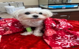 Morkie dogs for sale: Lady - Image 4