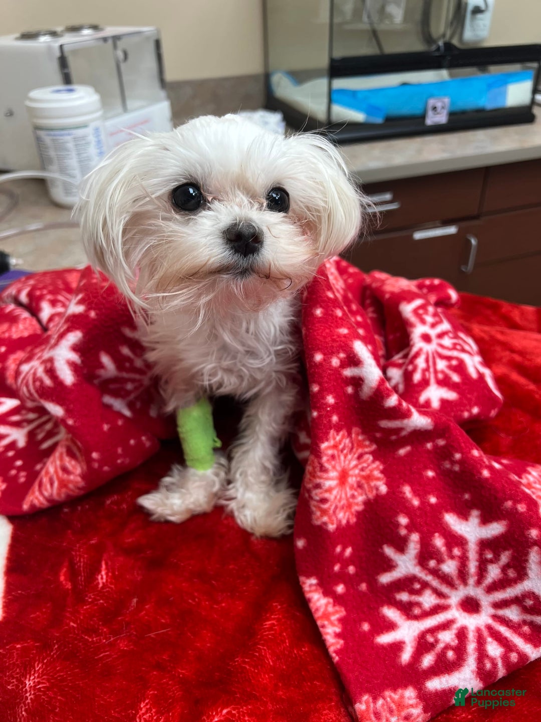 Morkie dogs for sale: Lady - Image 4