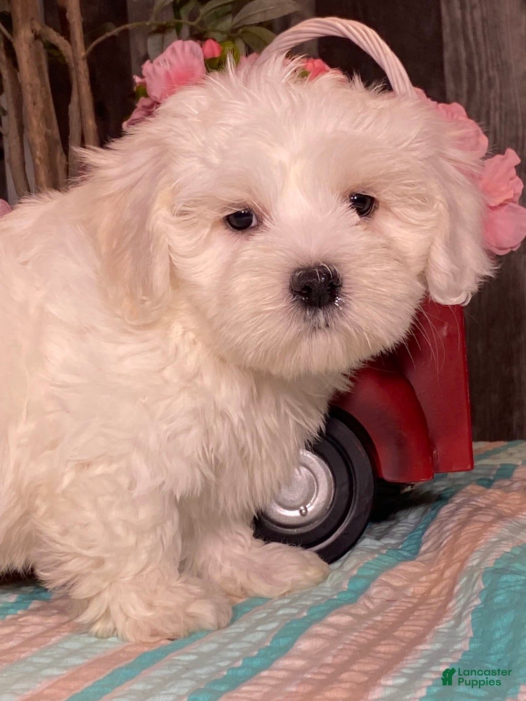 Havanese dogs for sale: Hank - Image 4