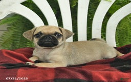 Pug dogs for sale: Pug 2 puppies - Image 2
