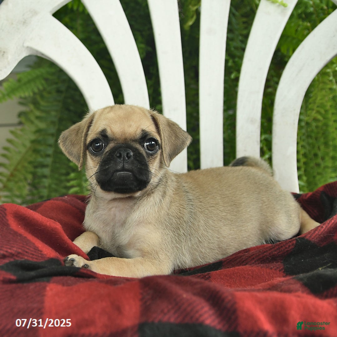Pug dogs for sale: Pug 2 puppies - Image 2