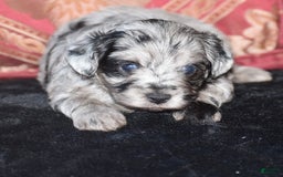 Yorkiepoo dogs for sale: Prissie - Image 16