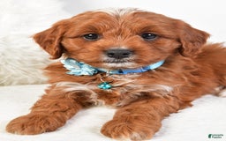 Cavapoo dogs for sale: Goffy - Image 6