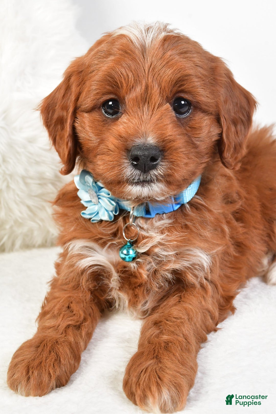 Cavapoo dogs for sale: Goffy - Image 6