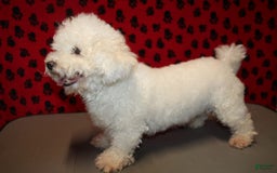 Cavachon dogs for sale: Diego - Image 12