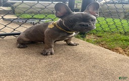 French Bulldog dogs for sale: Avery - Image 12