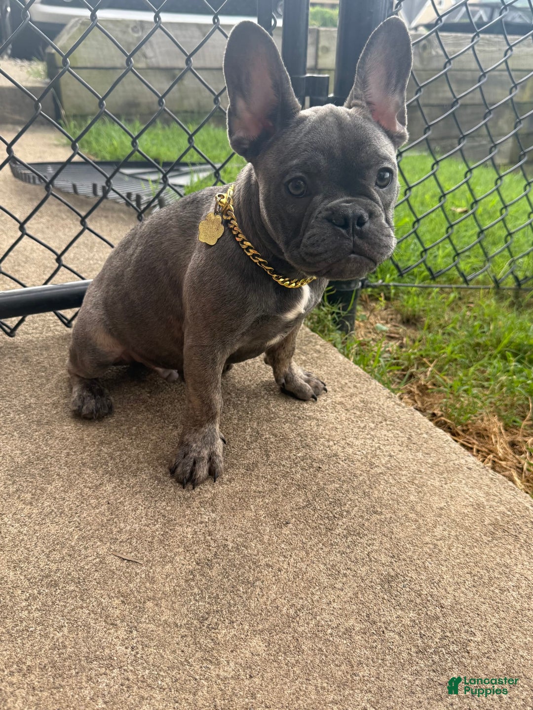 French Bulldog dogs for sale: Avery - Image 12