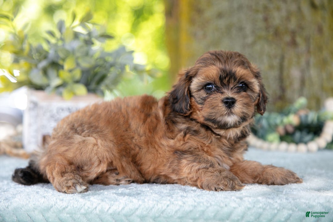 Shihpoo dogs for sale: Mikki - Image 5