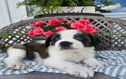 Saint Bernard dogs for sale: Tulip - Image 6