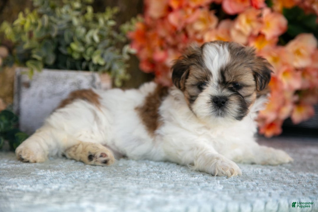 Shih Tzu dogs for sale: Diamond - Image 1