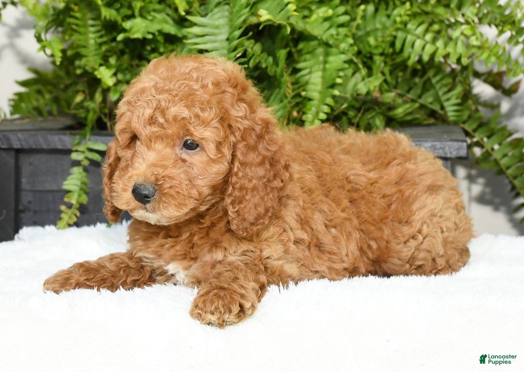 Mini Goldendoodle dogs for sale: Vince - Image 18