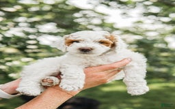 Mini Goldendoodle dogs for sale: Black Collar - Image 2