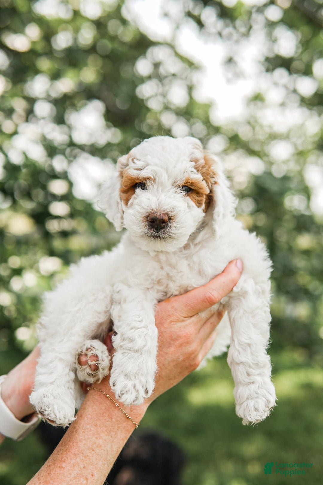 Mini Goldendoodle dogs for sale: Black Collar - Image 2