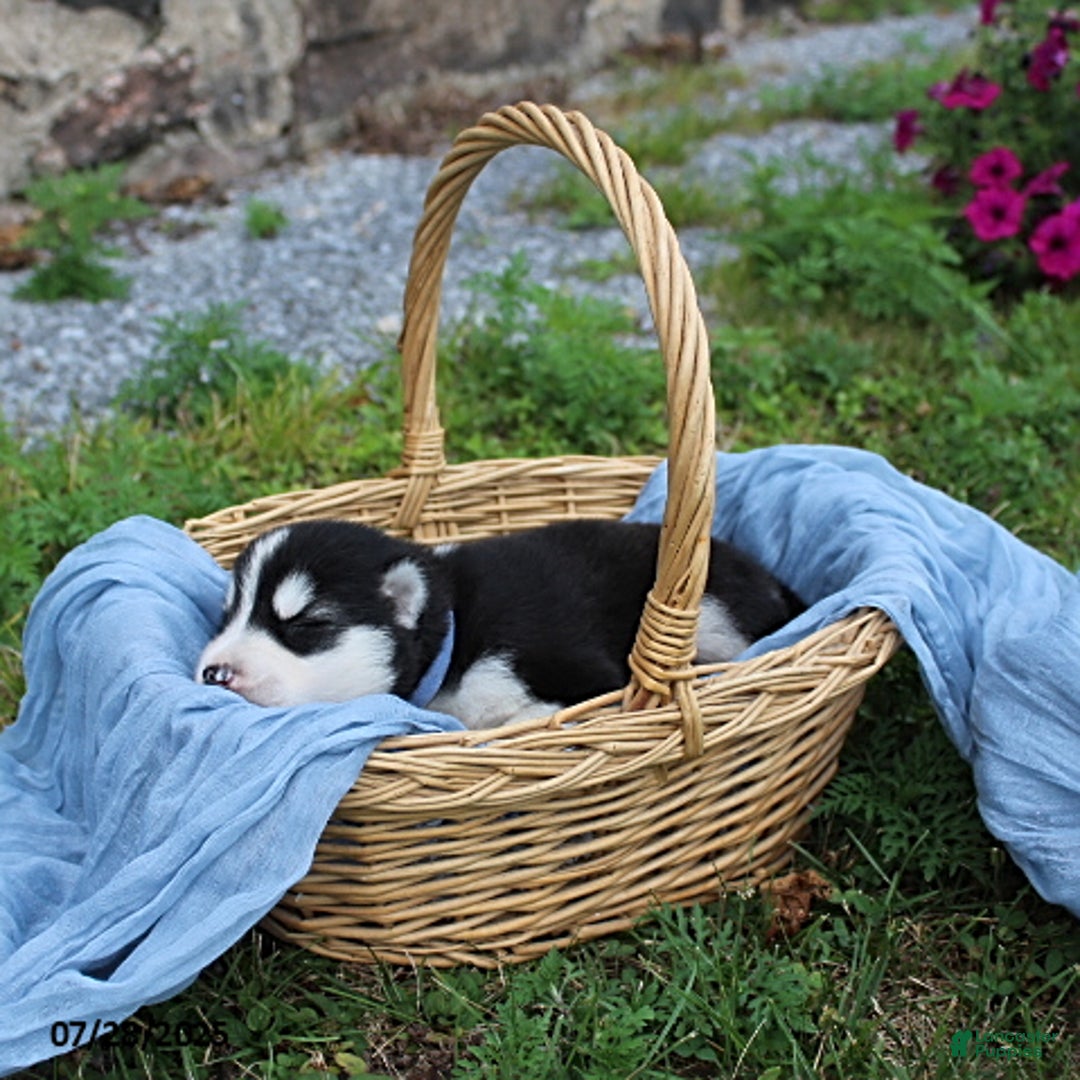 Alaskan Malamute dogs for sale: Balto - Image 4