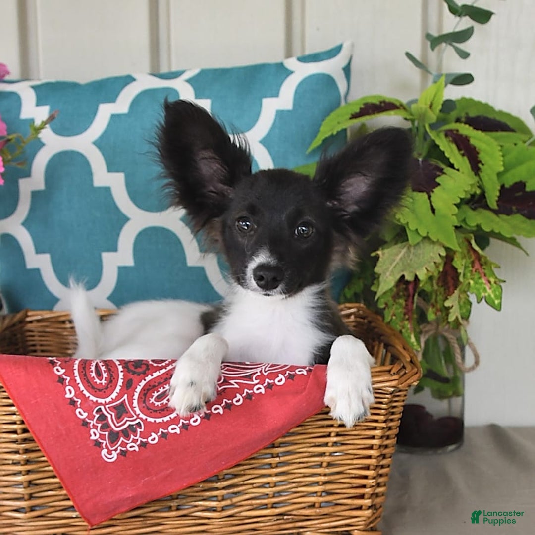 Papillon dogs for sale: Mitch - Image 19