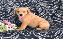 Golden Retriever dogs for sale: Golden Retriever 5 puppies - Image 6