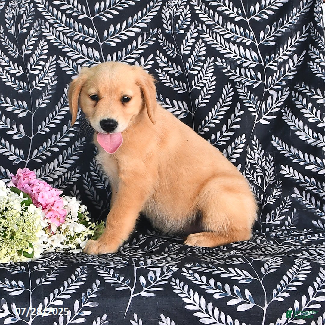 Golden Retriever dogs for sale: Golden Retriever 5 puppies - Image 6