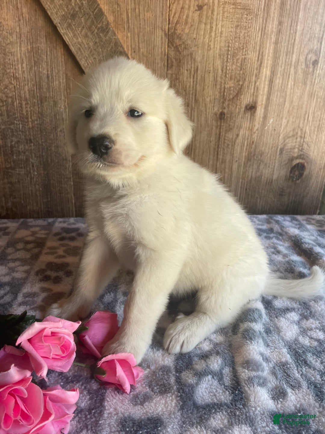 Great Pyrenees dogs for sale: Stella - Image 4