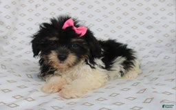 Shihpoo dogs for sale: Sandy - Image 4