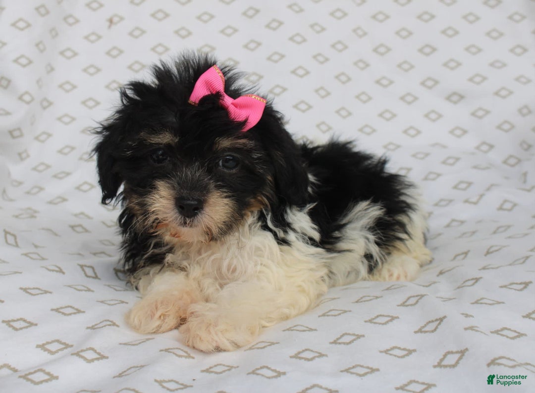 Shihpoo dogs for sale: Sandy - Image 4