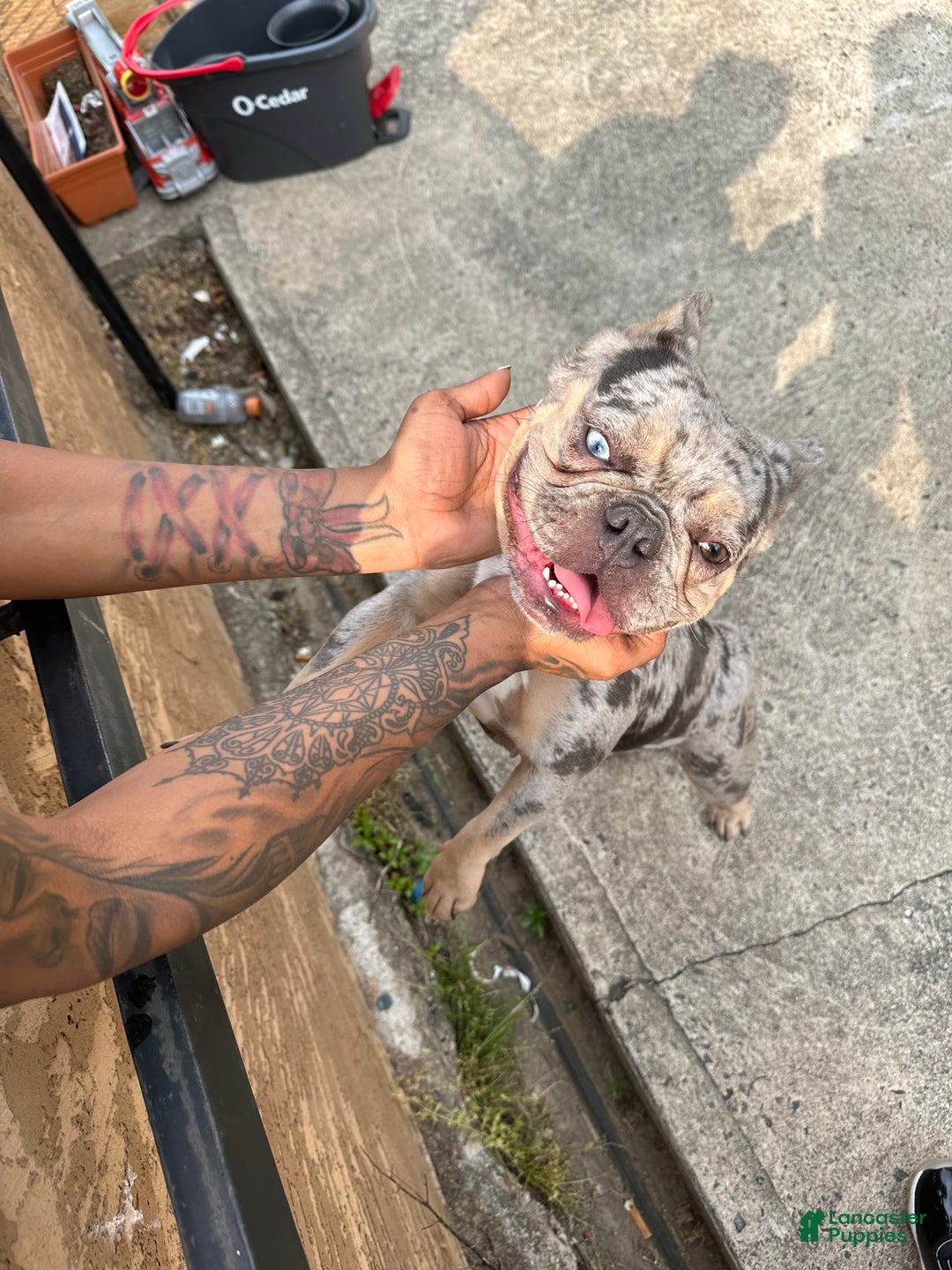 French Bulldog dogs for sale: Bear - Image 11
