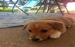 Welsh Corgi Pembroke dogs for sale: Murphy - Image 3