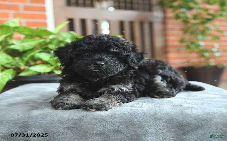 Havapoo dogs for sale - Ad 5