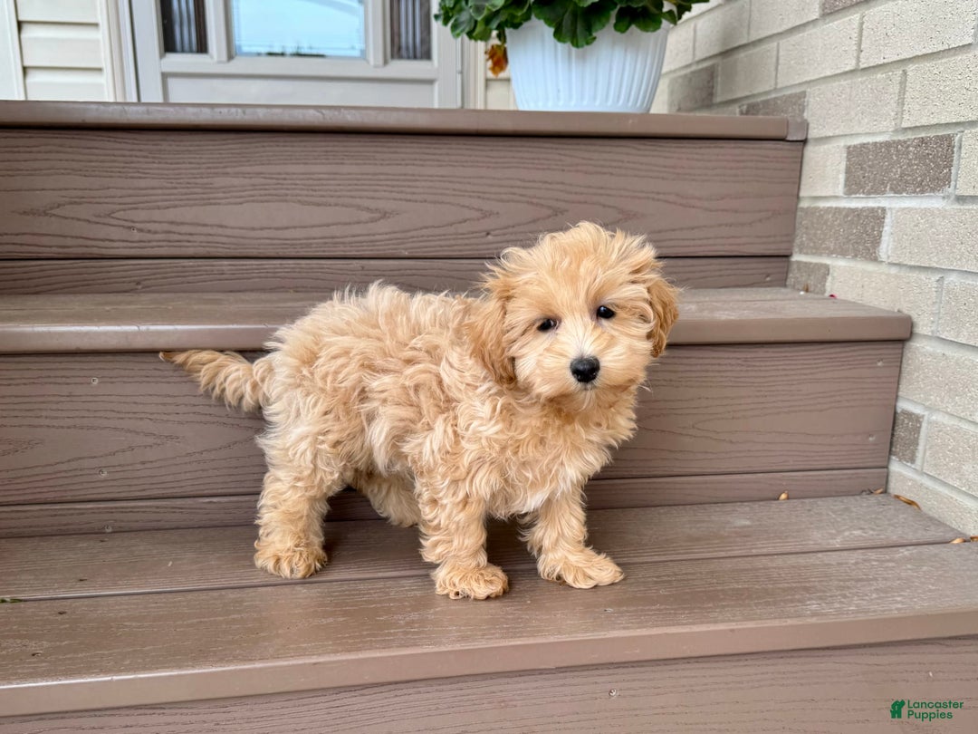 Maltipoo dogs for sale: Gordon - Image 13