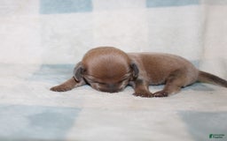 Miniature Dachshund dogs for sale: Max Mini - Image 5