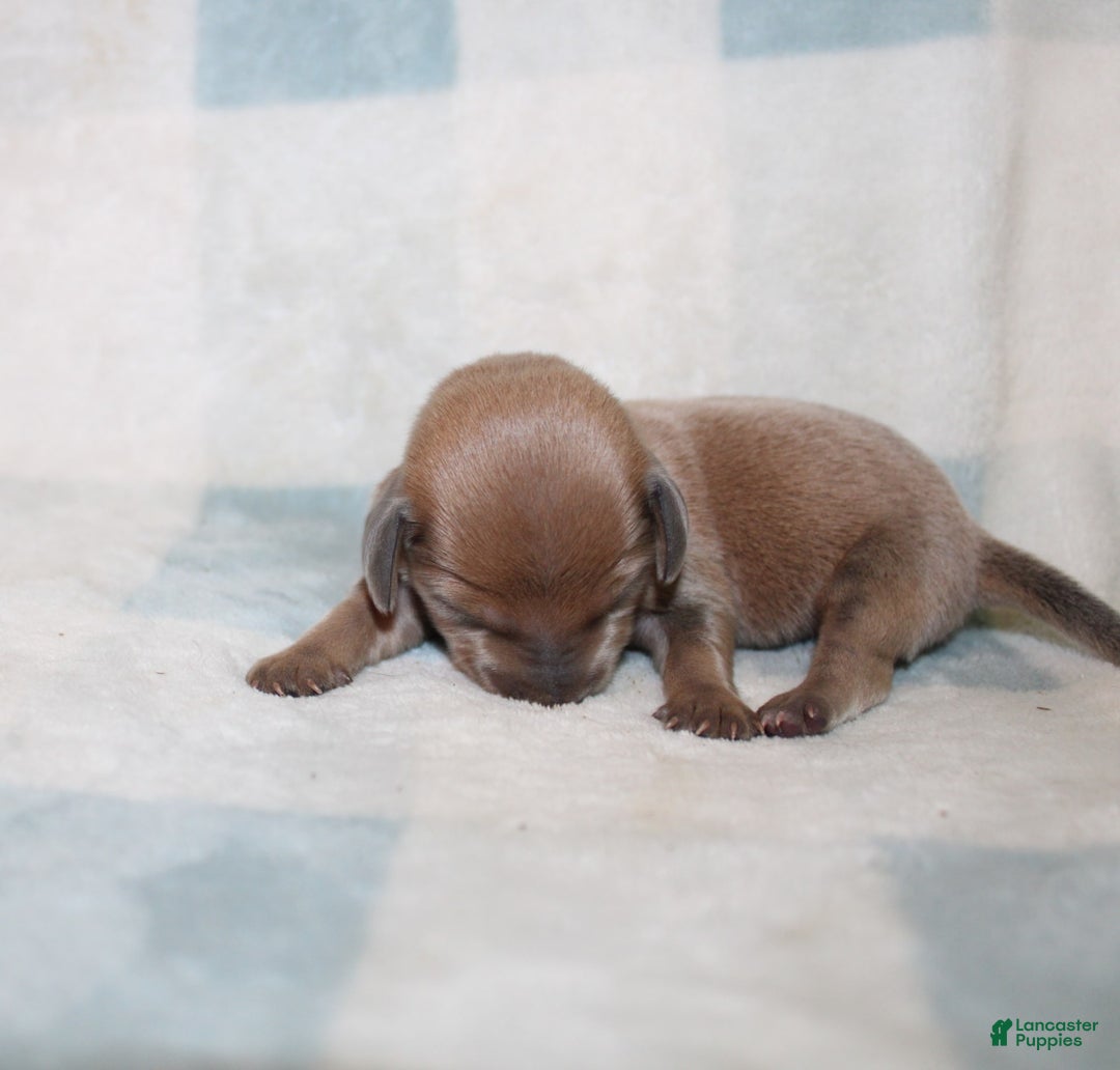 Miniature Dachshund dogs for sale: Max Mini - Image 5