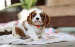 Cavalier King Charles Spaniel dogs for sale: Shiloh - Image 13