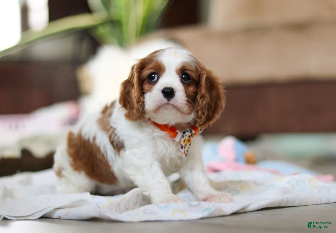 Cavalier King Charles Spaniel dogs for sale: Shiloh - Image 13
