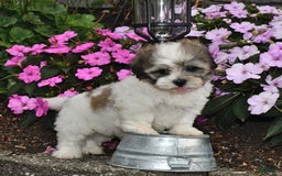 Teddy Bear dogs for sale: Ben - Image 2