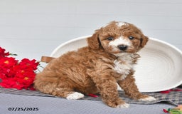 Toy Poodle dogs for sale: Coco - Image 4
