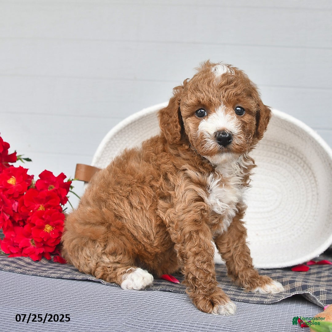 Toy Poodle dogs for sale: Coco - Image 4