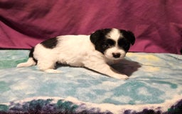 Chihuahua dogs for sale: Nix - Image 13