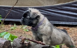 French Bulldog dogs for sale: Lucia - Image 2