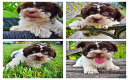 Havapoo dogs for sale: Destiny - Image 10