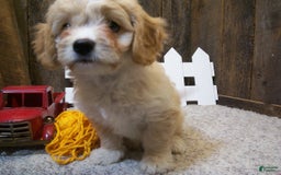 Cavachon dogs for sale: Dexter - Image 11