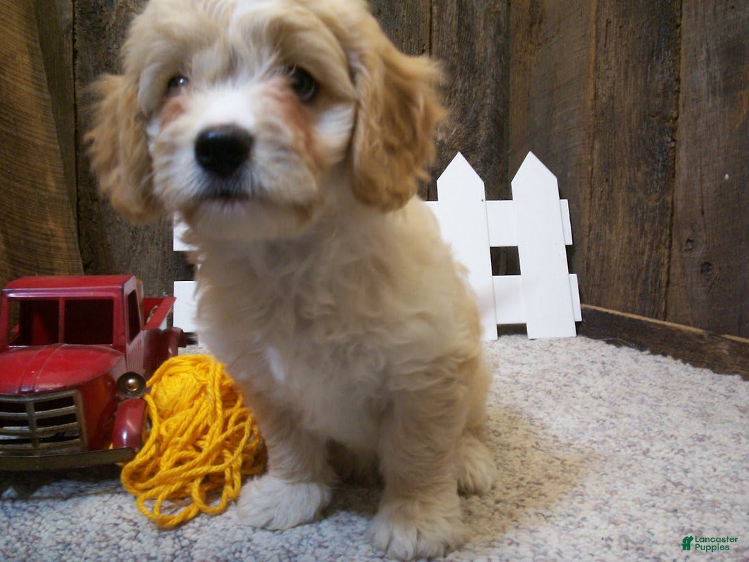 Cavachon dogs for sale: Dexter - Image 11