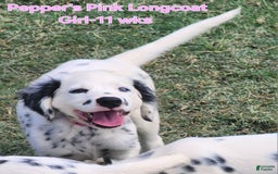Dalmatian dogs for sale: Peppers Pink Girl - Image 2