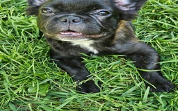 French Bulldog dogs for sale: Fluffy Female Liz - Image 2
