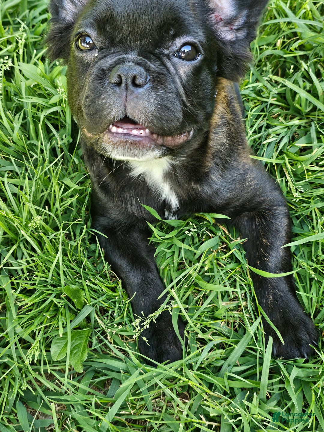 French Bulldog dogs for sale: Fluffy Female Liz - Image 2
