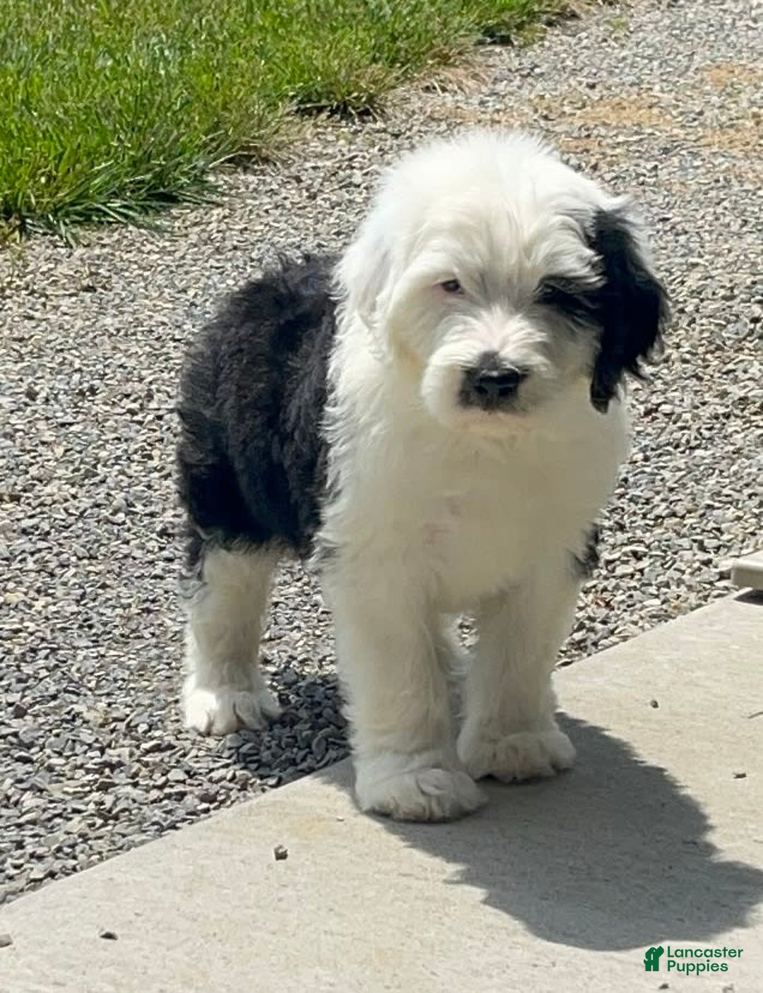 Sheepadoodle dogs for sale: Wendy - Image 2