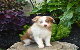 Miniature Australian Shepherd dogs for sale: Champion - Image 7