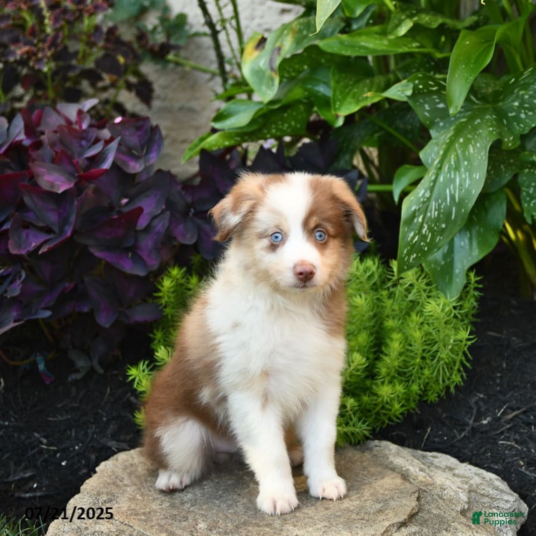 Miniature Australian Shepherd dogs for sale: Champion - Image 7
