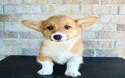 Welsh Corgi Pembroke dogs for sale: Ana - Image 2