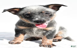 Australian Cattle Dog dogs for sale: Blue Boy - Image 4